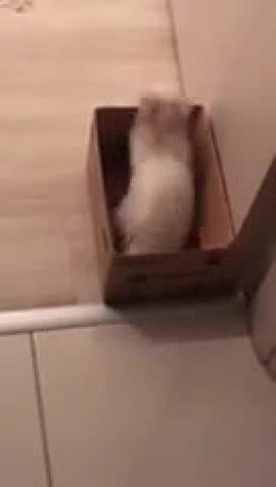 Kitty figuring out how to exit box