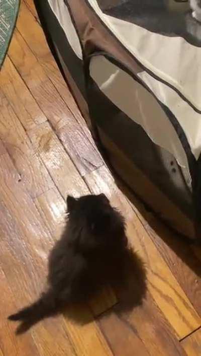 Big leap for smol-kind!