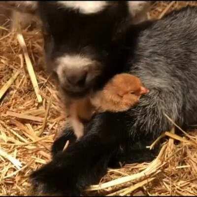 I'm Gonna Kiss Him And love Him And Squeeze Him And Hug Him And Call Him George