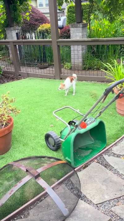 We don’t know why she does this after she pees! Vet says she’s okay. Anyone seen this before?