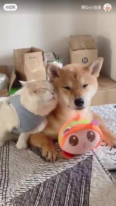 Просто милый видосик