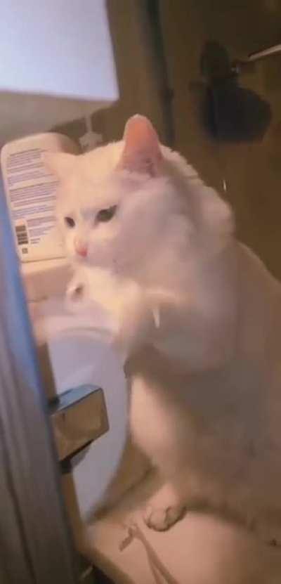 Doing what they do best