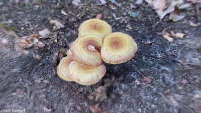 When the “mushie-vision” kicks in…