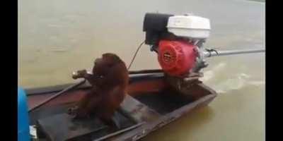 Mamaco dirigindo barco fds