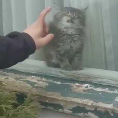 Hold my catnip while I sleep