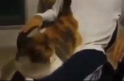 Day 1/? Of posting Cat videos on Connor Sub-Reddit