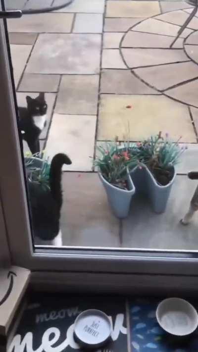 ele quer muito entrar