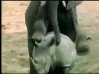 Wildlife photographer captured an unusual video of elephant and rhino.