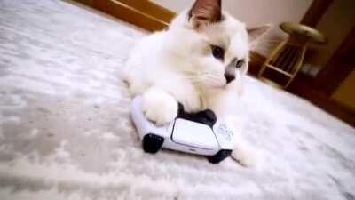 So well done! Playstation, For the Cats.