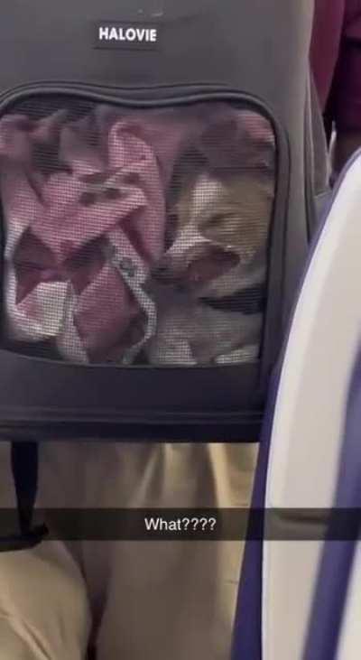 I'm sure this dog is very uncomfortable!