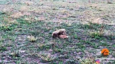 Cheetah cub attempts to take down gazelle fawn