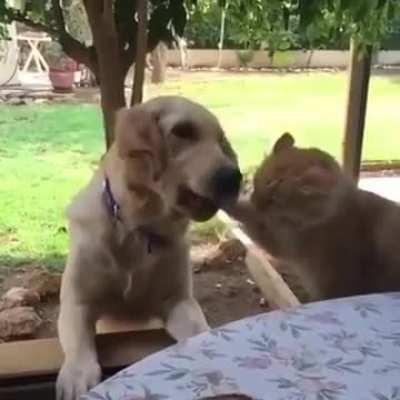 Gato pendejo no era para ti