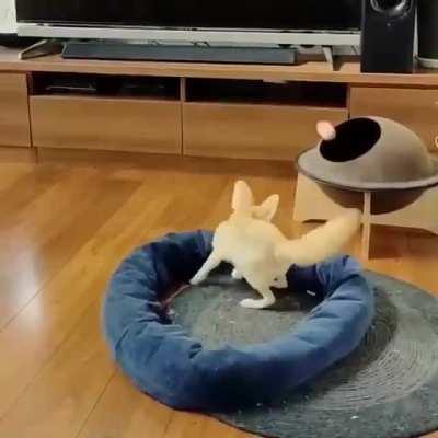 Fennec makes a shot of a life time.