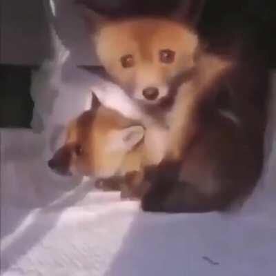 A fox and her baby