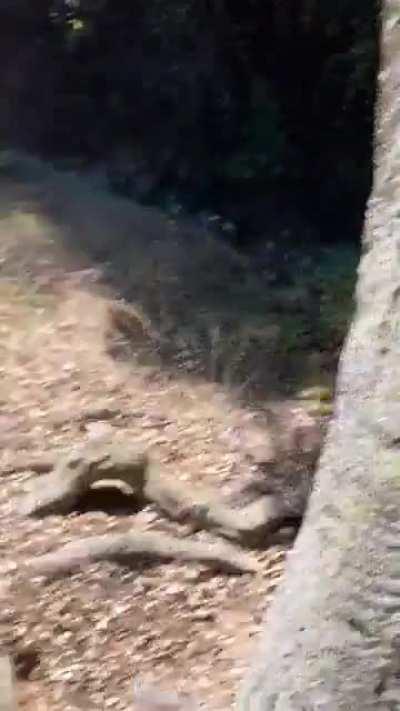 Trying to rope swing over a ravine