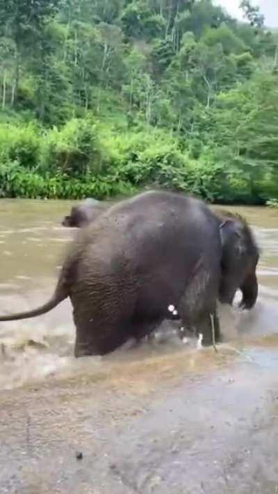 Baby Elephant 🐘 Taking Bath
