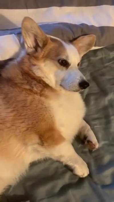 dog does not want to get up early