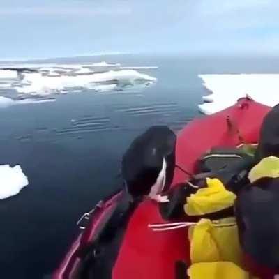 🔥 Researcher in the Arctic receives an unexpected guest 🔥