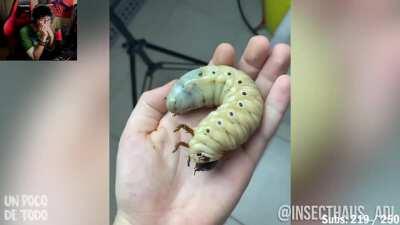 Enserio les da asco ?xdddd si es chévere