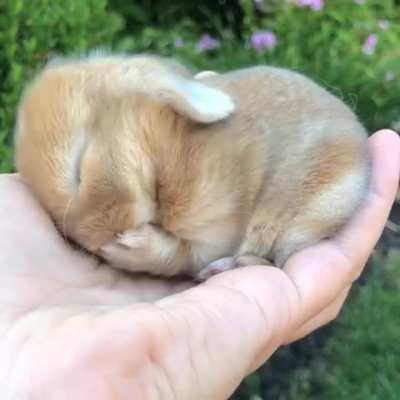 has anyone ordered some quality eyebleach