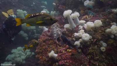 World Octopus Day - A rare daytime encounter with a giant Pacific octopus [OC]