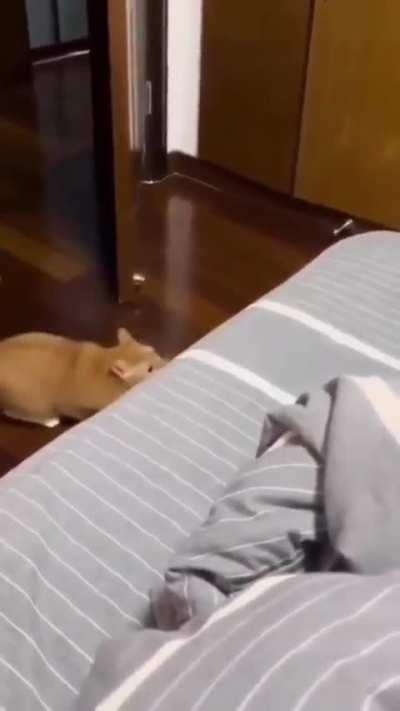 That's the way to get into the bed.