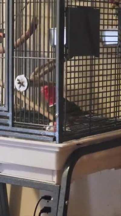 He always puts it in his water bowl