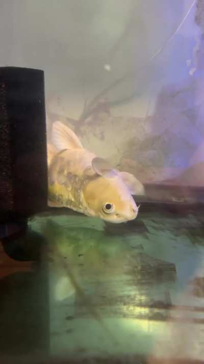 Think my koi has swim bladder:((