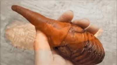 Evolution of the Hercules Beetle