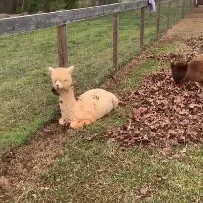 I guess this is how alpacas play in the leaves
