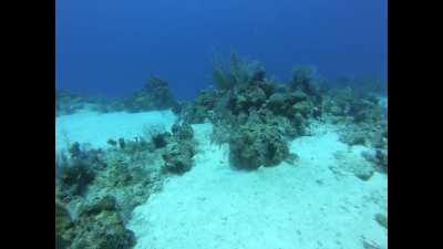 Where the Reef Meets the Abyss, West Caicos Island
