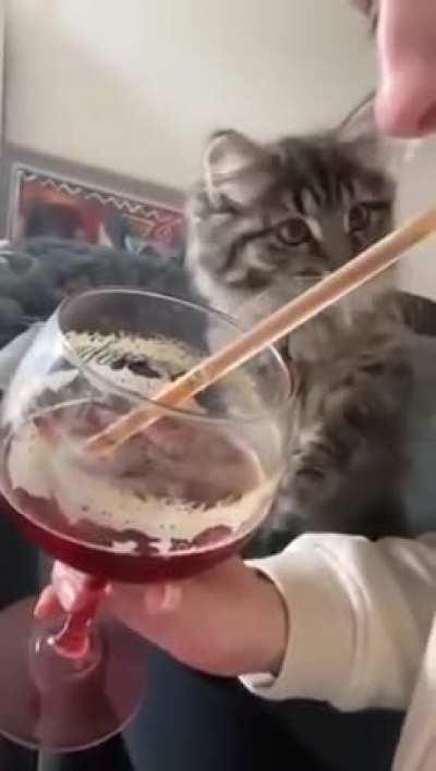 A new toy mom bought for me cheaper than a laser pointer!