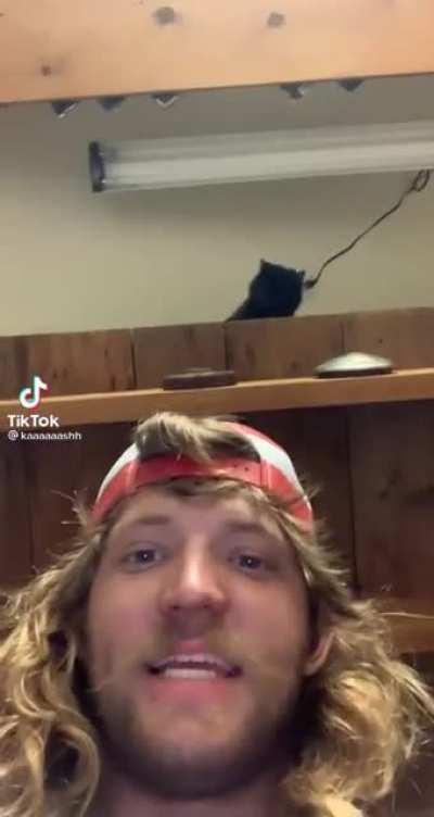 Kitty knew what he was doing