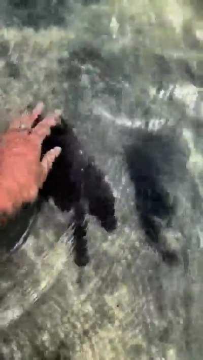 This absolute unit of a stingray