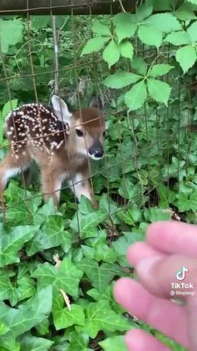 Cute baby deer.