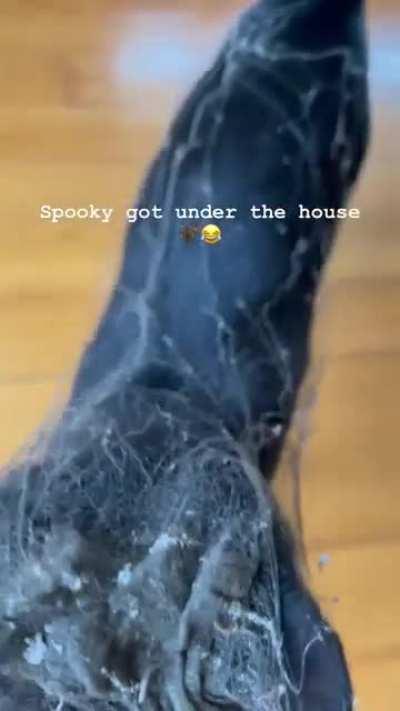 HMC after I decide to take a look under the house