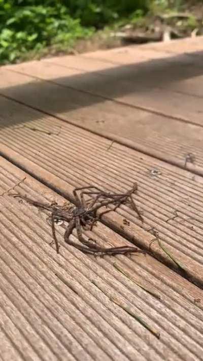 ð¥Ants carrying a giant spider away