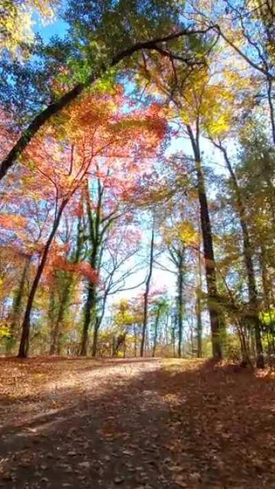 Fall in North Carolina means a smile everytime you go outside