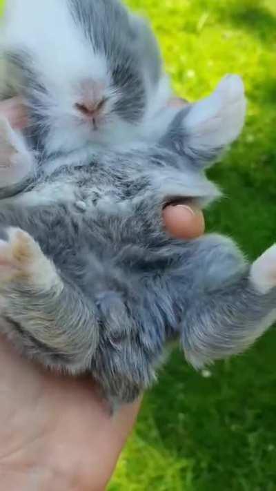 Smol Fluffy Bunny