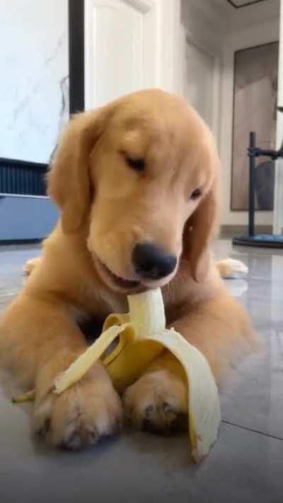 A dog enjoying his banana