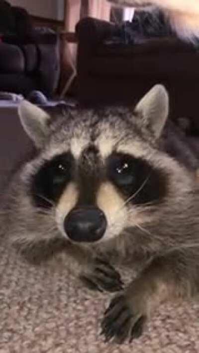 yawning with those teefes .