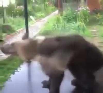 Bear playing the water