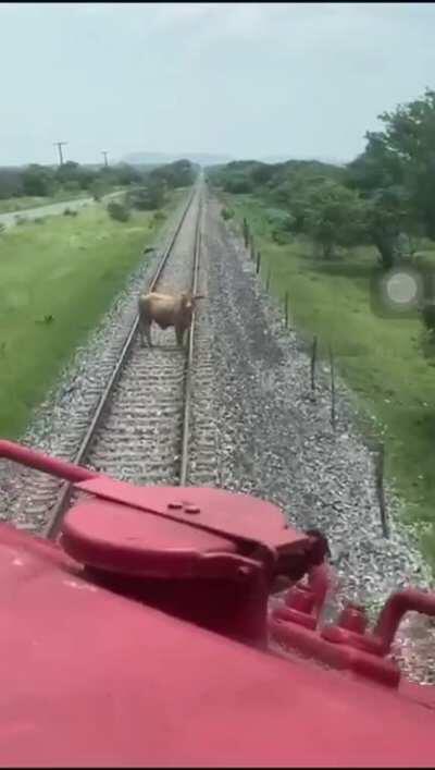 Bitch I am a cow, Bitch I am a train.