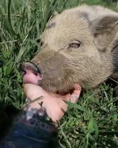 Orie has plenty to smile about since arriving at Rancho Relaxo Animal Sanctuary
