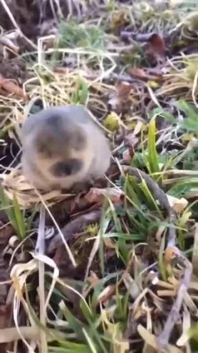 WiLd aNiMaL sCreAmS aS iT iS cOnSuMEd wiTH RAGe