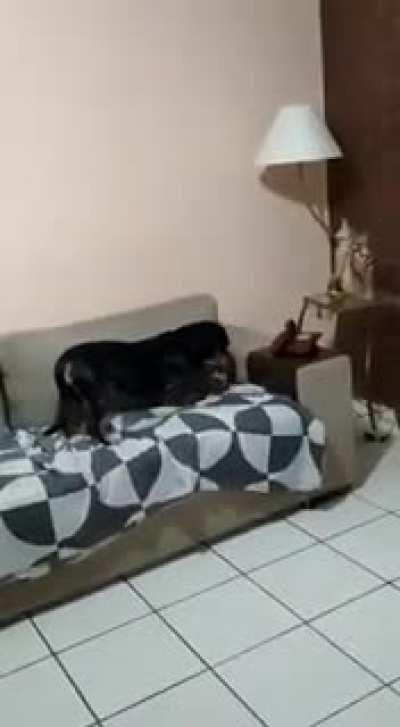 Hello, yes, this is dog