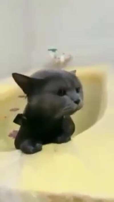 Cats loves to take a dip and swim <3