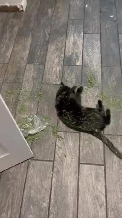 When your cat finds the catnip stash