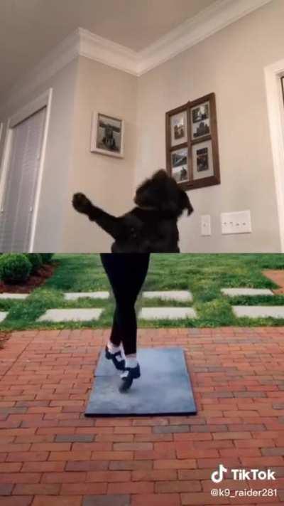 talent isn't enough to describe this dog's abilities