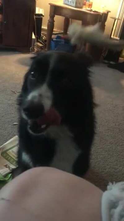 Eats like a human. Is he really a doggo?